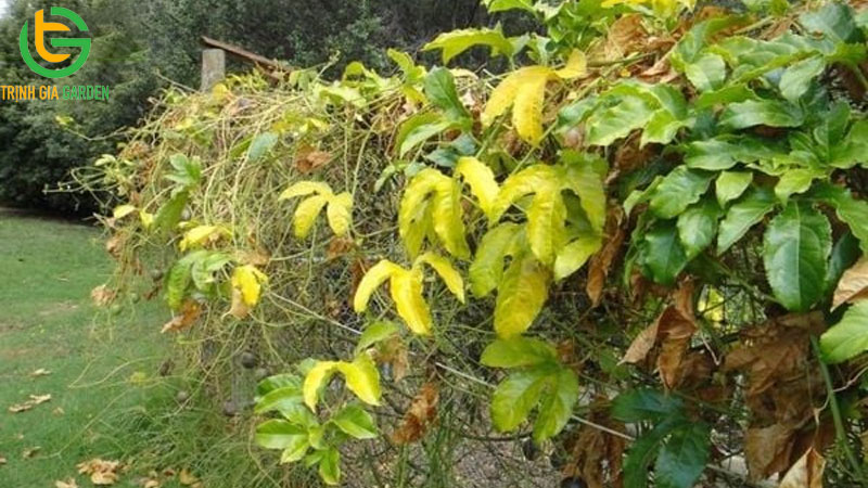 Hiện tượng chanh dây héo và bệnh vàng lá trên cây chanh dây 10 Hiện tượng chanh dây héo và bệnh vàng lá trên cây chanh dây