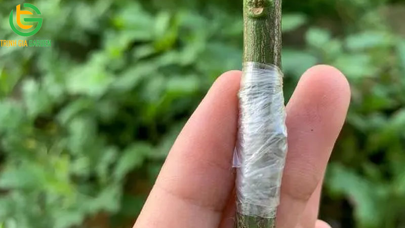 Hướng dẫn cách ghép chanh dây đúng kỹ thuật
