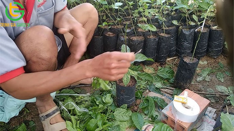 Hướng dẫn cách ghép chanh dây đúng kỹ thuật