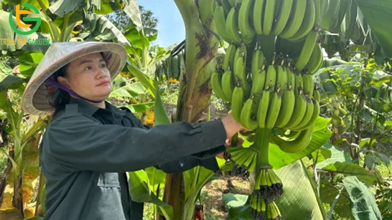 Cây chuối tiêu: giống chuối đặc trưng dân giã tại Việt Nam 8 Cây chuối tiêu: giống chuối đặc trưng dân giã tại Việt Nam