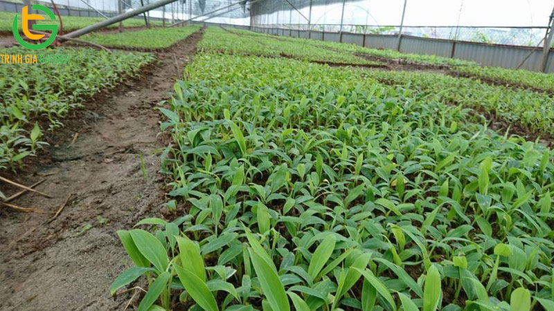 Cây chuối tiêu: giống chuối đặc trưng dân giã tại Việt Nam 11 Cây chuối tiêu: giống chuối đặc trưng dân giã tại Việt Nam
