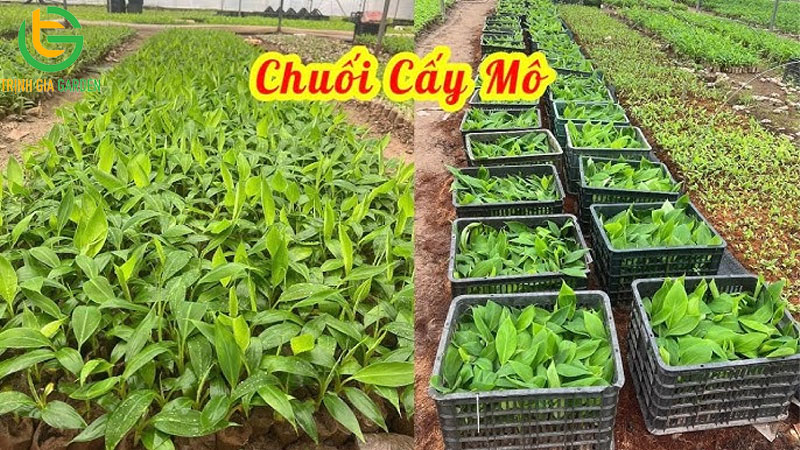 Cây chuối tiêu: giống chuối đặc trưng dân giã tại Việt Nam 12 Cây chuối tiêu: giống chuối đặc trưng dân giã tại Việt Nam