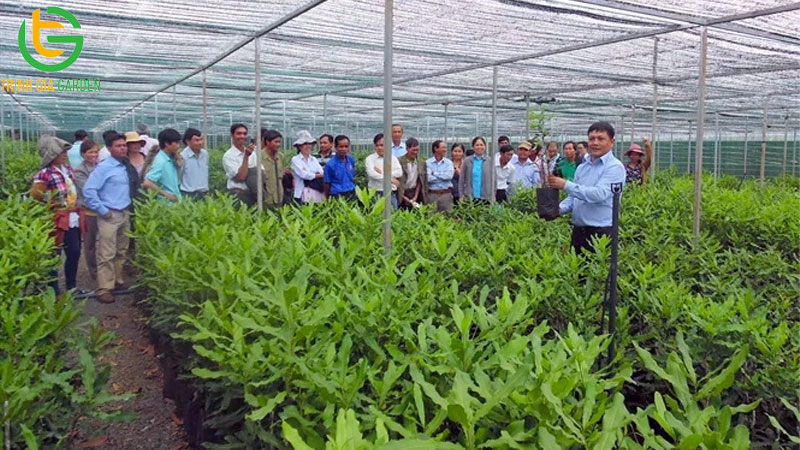 Các cây giống mắc ca được công nhận và trồng nhiều nhất hiện nay 7 Các cây giống mắc ca được công nhận và trồng nhiều nhất hiện nay