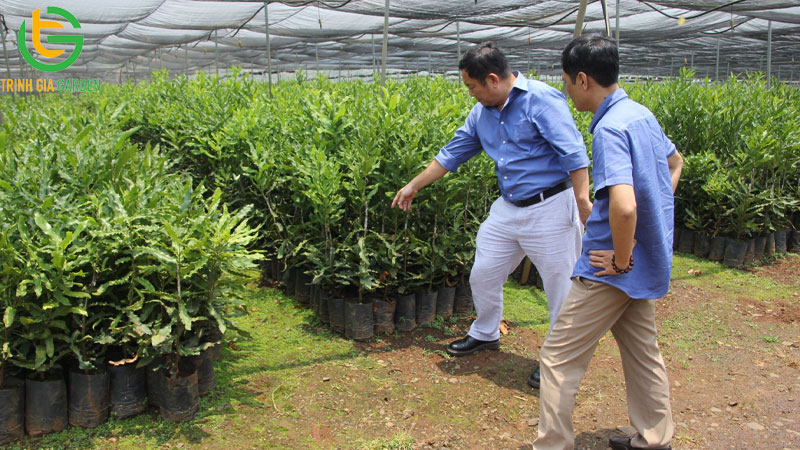 Các cây giống mắc ca được công nhận và trồng nhiều nhất hiện nay 8 Các cây giống mắc ca được công nhận và trồng nhiều nhất hiện nay