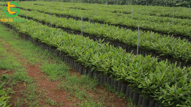 Các cây giống mắc ca được công nhận và trồng nhiều nhất hiện nay 9 Các cây giống mắc ca được công nhận và trồng nhiều nhất hiện nay
