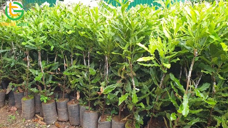 Các cây giống mắc ca được công nhận và trồng nhiều nhất hiện nay 10 Các cây giống mắc ca được công nhận và trồng nhiều nhất hiện nay