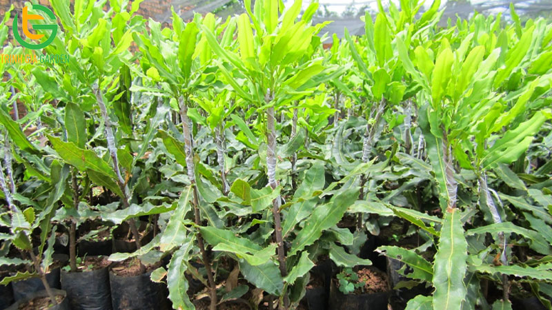 Các cây giống mắc ca được công nhận và trồng nhiều nhất hiện nay 6 Các cây giống mắc ca được công nhận và trồng nhiều nhất hiện nay