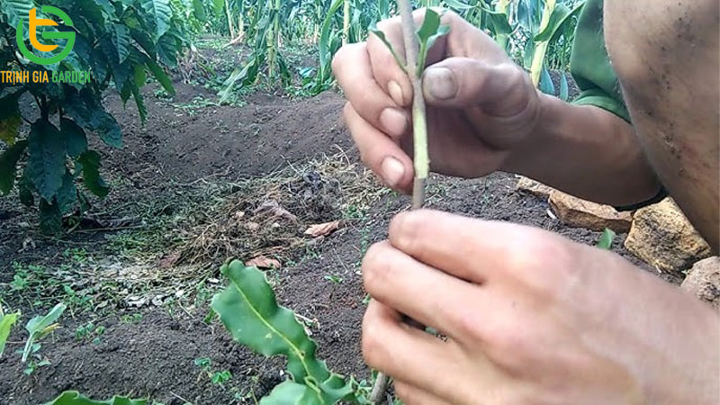 Cách ghép cành, chiết cành cây mắc ca và giá cây mắc ca ghép 7 Cách ghép cành, chiết cành cây mắc ca và giá cây mắc ca ghép