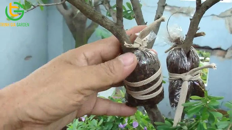 Cách ghép cành, chiết cành cây mắc ca và giá cây mắc ca ghép 10 Cách ghép cành, chiết cành cây mắc ca và giá cây mắc ca ghép