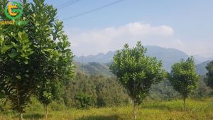 cay mac ca phu hop voi loai dat nao 1