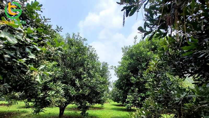 Cây mắc ca phù hợp với loại đất nào? Điều kiện khí hậu vùng nào thích hợp nhất? 6 Cây mắc ca phù hợp với loại đất nào? Điều kiện khí hậu vùng nào thích hợp nhất?