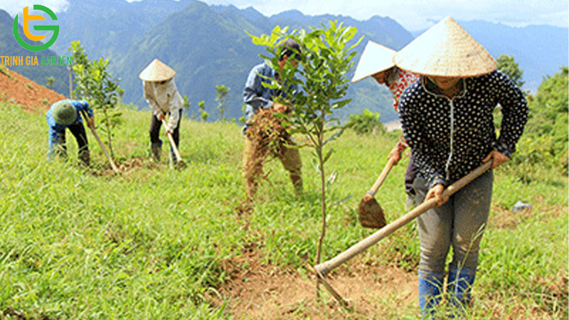 Cây mắc ca phù hợp với loại đất nào? Điều kiện khí hậu vùng nào thích hợp nhất? 4 Cây mắc ca phù hợp với loại đất nào? Điều kiện khí hậu vùng nào thích hợp nhất?