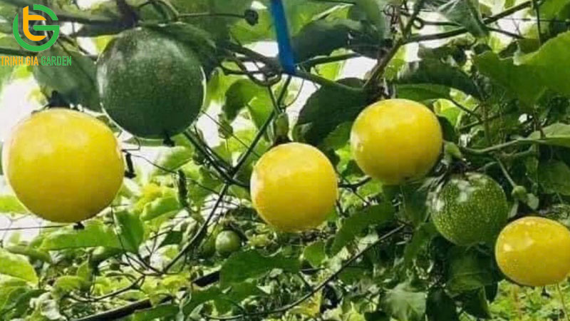Chanh dây hoàng kim: nguồn gốc xuất xứ và giá bán