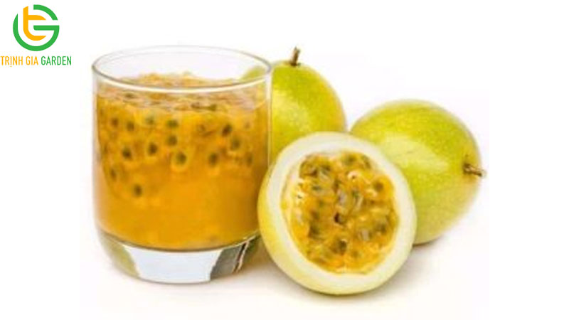 Chanh dây hoàng kim: nguồn gốc xuất xứ và giá bán