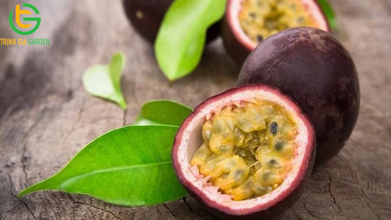 Chanh dây rừng: đặc điểm, phân bổ và công dụng