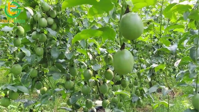 Giống chanh dây thông đỏ: đặc điểm và giá trị kinh tế