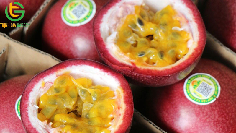 Giống chanh dây thông đỏ: đặc điểm và giá trị kinh tế