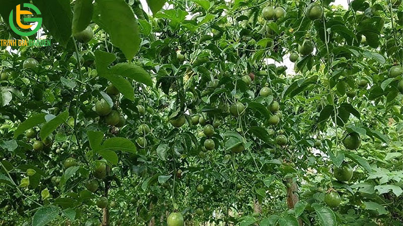 Giống chanh dây thông đỏ: đặc điểm và giá trị kinh tế