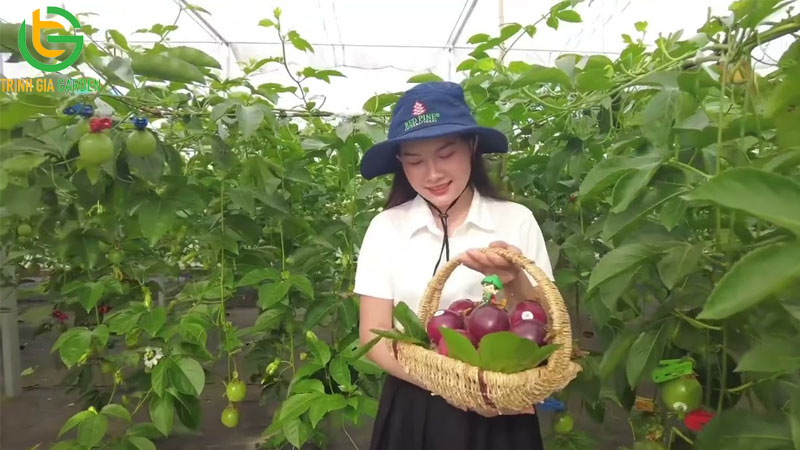 Giống chanh dây thông đỏ: đặc điểm và giá trị kinh tế