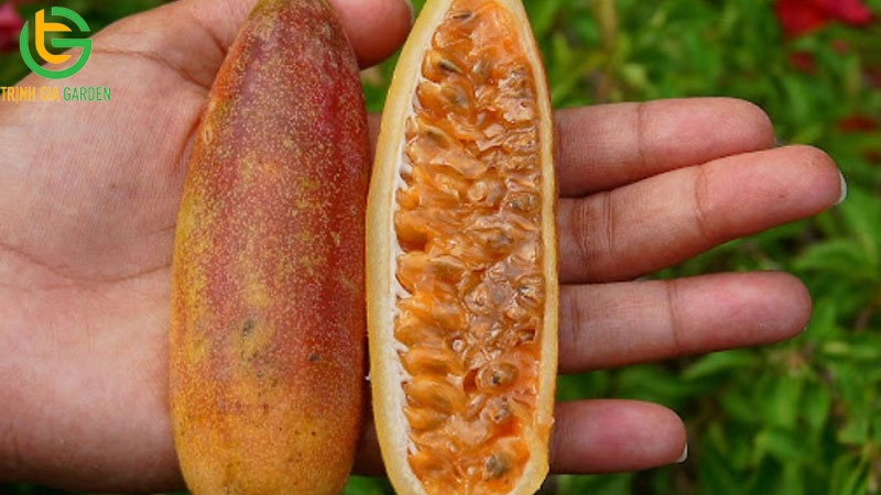 Chanh leo chuối: nguồn gốc, đặc điểm và giá bán cây giống