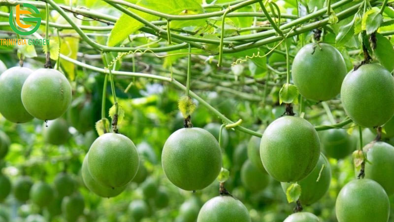 Tìm hiểu về chanh leo mỹ: giống chanh dây khổng lồ độc đáo 8 Tìm hiểu về chanh leo mỹ: giống chanh dây khổng lồ độc đáo