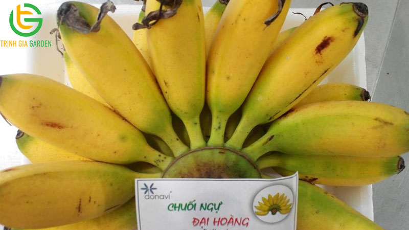 Chuối ngự đại hoàng: nguồn gốc, đặc điểm và tên gọi "chuối tiến Vua"
