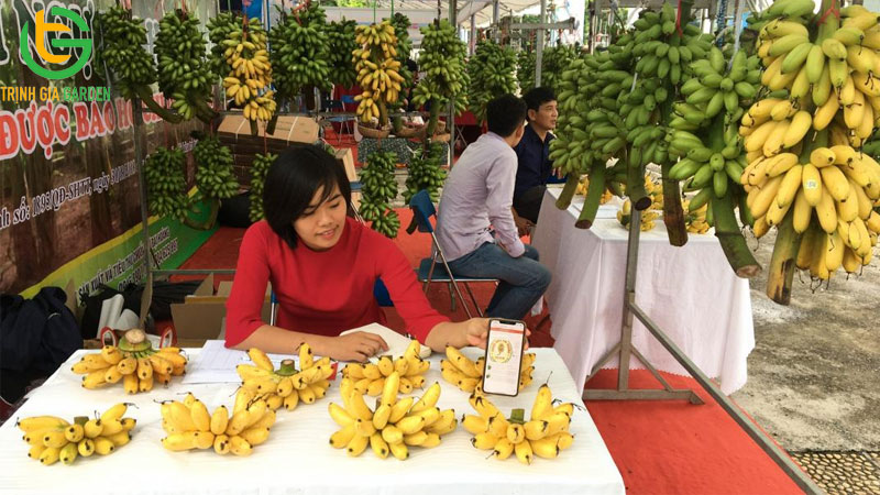 Chuối ngự đại hoàng: nguồn gốc, đặc điểm và tên gọi "chuối tiến Vua"