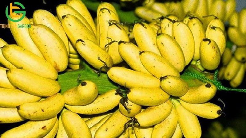 Chuối ngự đại hoàng: nguồn gốc, đặc điểm và tên gọi "chuối tiến Vua"