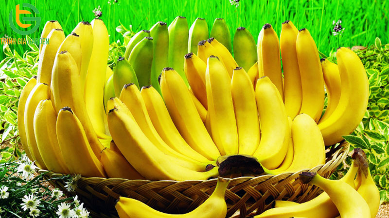 So sánh chuối ta và chuối tây: năng xuất trồng và chất lượng trái
