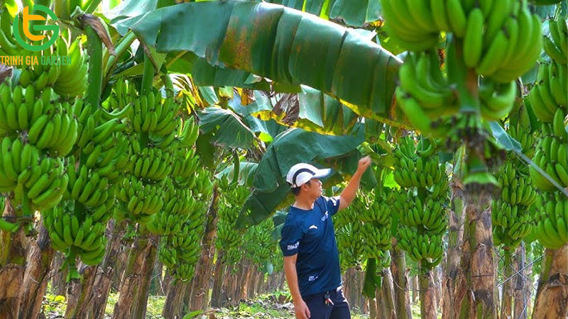 Chuối tiêu hồng: nguồn gốc, đặc điểm và giá trị kinh tế 8 Chuối tiêu hồng: nguồn gốc, đặc điểm và giá trị kinh tế