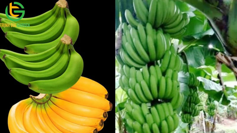 Tìm hiểu về chuối tiêu lùn và cách phân biệt với chuối tây 5 Tìm hiểu về chuối tiêu lùn và cách phân biệt với chuối tây