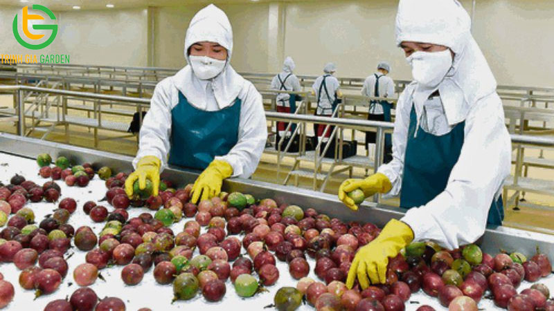 Bảng giá chanh dây cập nhật mới nhất hôm nay trên thị trường