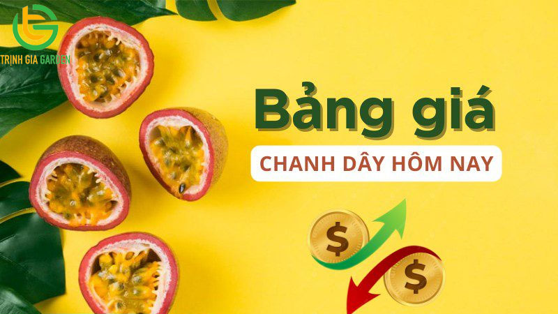 Bảng giá chanh dây cập nhật mới nhất hôm nay trên thị trường