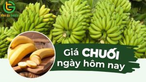 gia chuoi tieu hong
