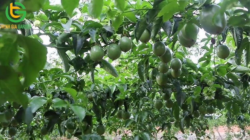 Giống chanh dây Taishang: đặc điểm, năng suất và chất lượng