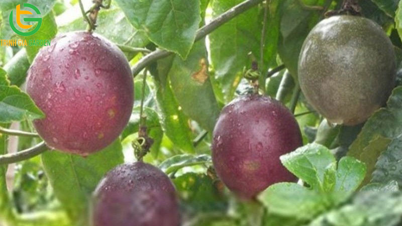 Giống chanh dây Taishang: đặc điểm, năng suất và chất lượng