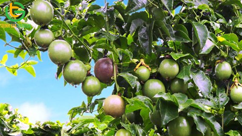 Giống chanh dây Taishang: đặc điểm, năng suất và chất lượng