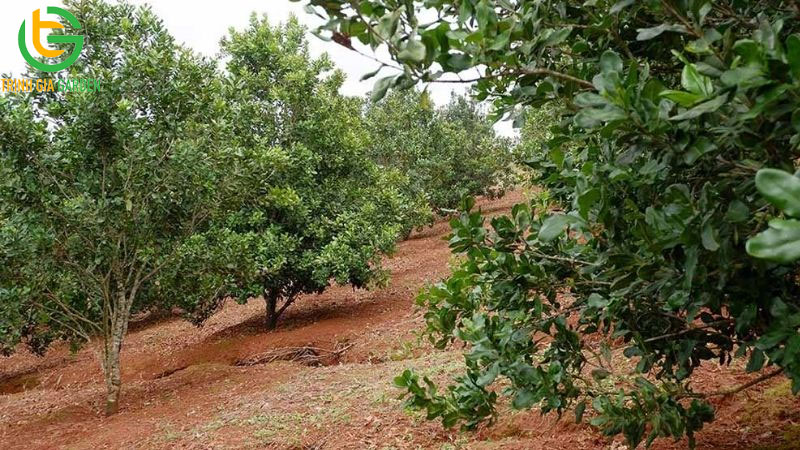 Khoảng cách trồng cây mắc ca theo đúng quy cách và mật độ 5 Khoảng cách trồng cây mắc ca theo đúng quy cách và mật độ