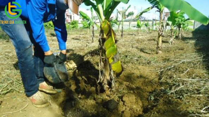 Kỹ thuật trồng chuối tây đúng cách giúp làm giàu hiệu quả