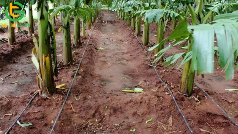 Kỹ thuật trồng chuối tiêu hồng và cách chăm sóc hiệu quả