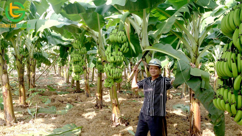 Kỹ thuật trồng chuối tiêu hồng và cách chăm sóc hiệu quả