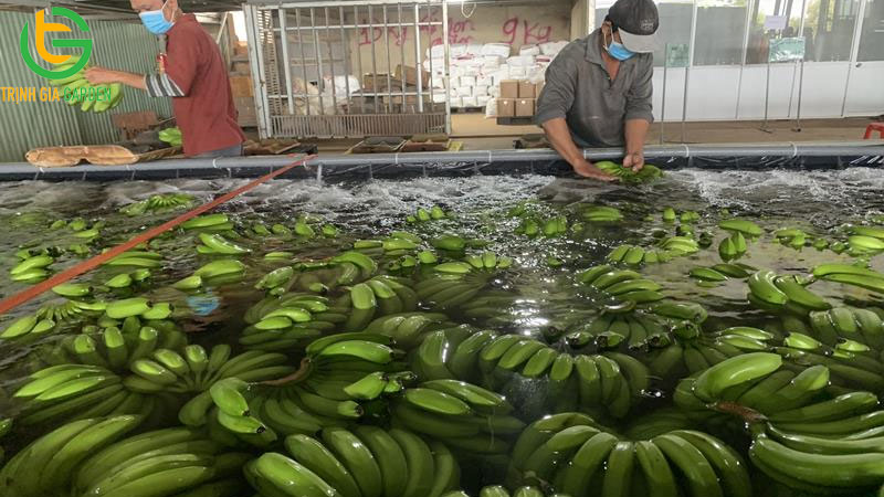 Mô hình trồng chuối tiêu hồng bán tết và xuất khẩu thu lãi cao 13 Mô hình trồng chuối tiêu hồng bán tết và xuất khẩu thu lãi cao