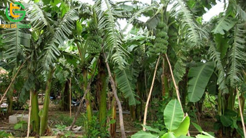 Mô hình trồng chuối tiêu hồng bán tết và xuất khẩu thu lãi cao 14 Mô hình trồng chuối tiêu hồng bán tết và xuất khẩu thu lãi cao