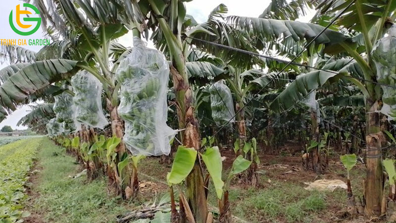 Mô hình trồng chuối tiêu hồng bán tết và xuất khẩu thu lãi cao 9 Mô hình trồng chuối tiêu hồng bán tết và xuất khẩu thu lãi cao