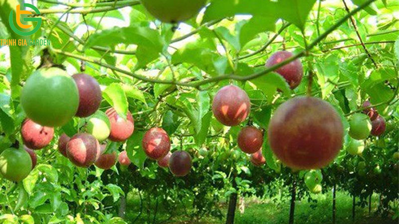 Review giống chanh dây Nafood và Công ty cổ phần chanh leo Nafoods 8 Review giống chanh dây Nafood và Công ty cổ phần chanh leo Nafoods