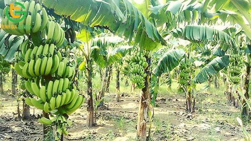 Mẫu bài văn miêu tả cây chuối tiêu lớp 4 ngắn gọn và hay nhất 7 Mẫu bài văn miêu tả cây chuối tiêu lớp 4 ngắn gọn và hay nhất
