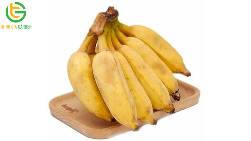 Tác dụng của quả chuối tây đối với sức khỏe