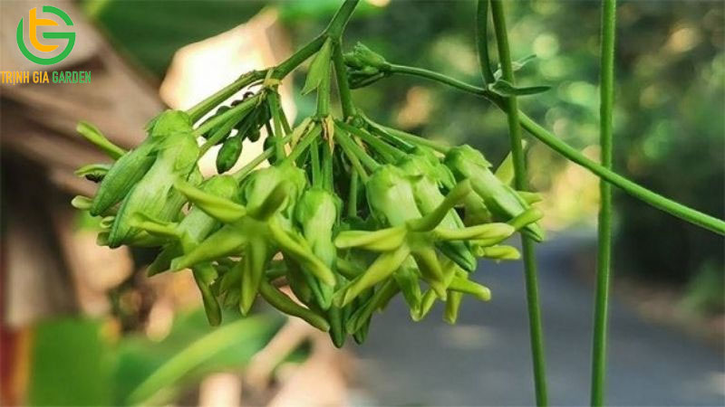 TOP 9 loại cây trồng trên sân thượng thích hợp, dễ chăm sóc tươi tốt 7 TOP 9 loại cây trồng trên sân thượng thích hợp, dễ chăm sóc tươi tốt