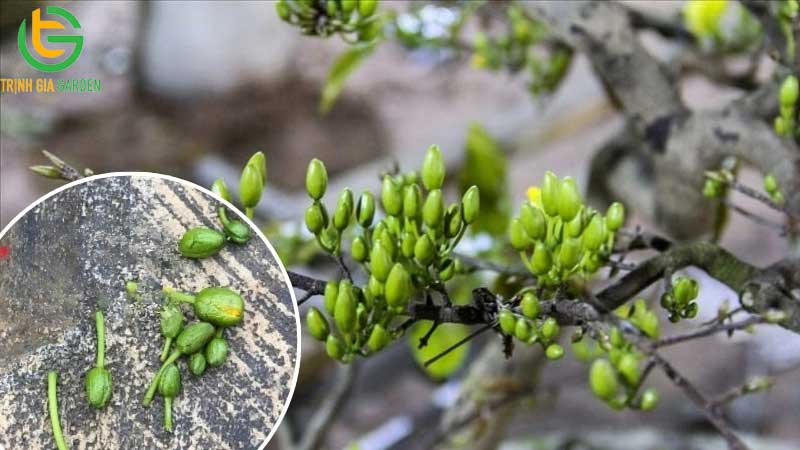 Cách bón bánh dầu cho mai và các loại cây trồng