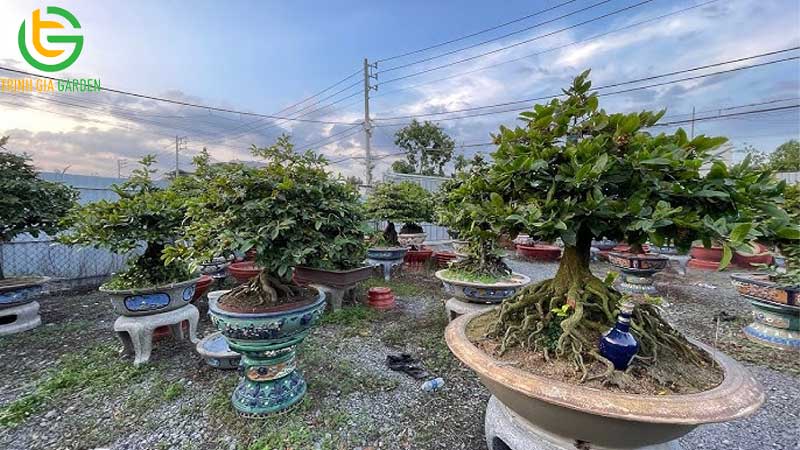 Cách bón bánh dầu cho mai và các loại cây trồng